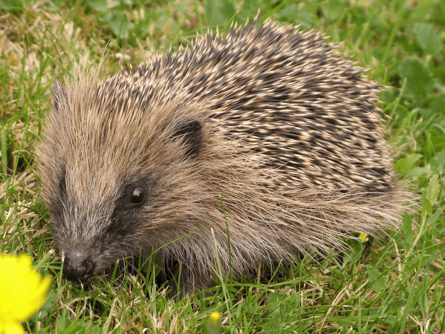 Super Testnet Unveils Hedgehog for Layer 2 Bitcoin Payments