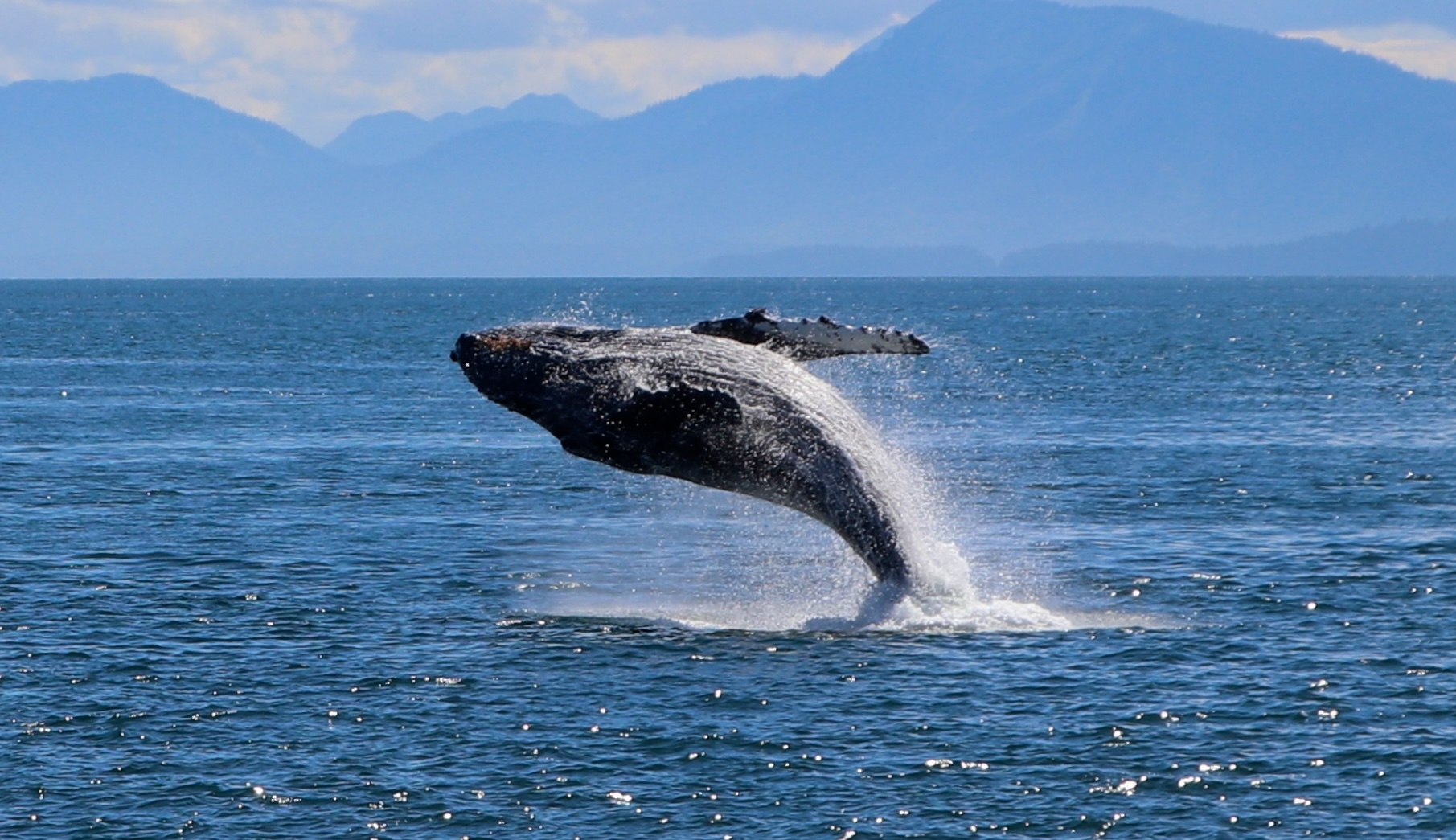 Bitcoin Whales Accumulate Amid Mt. Gox Distribution